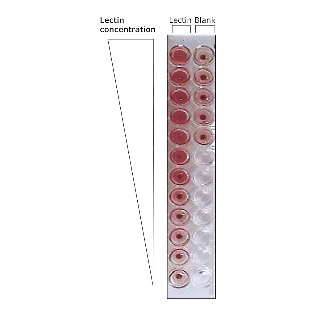 Merck LECTIN FROM ULEX EUROPAEUS FLUORESCEIN I