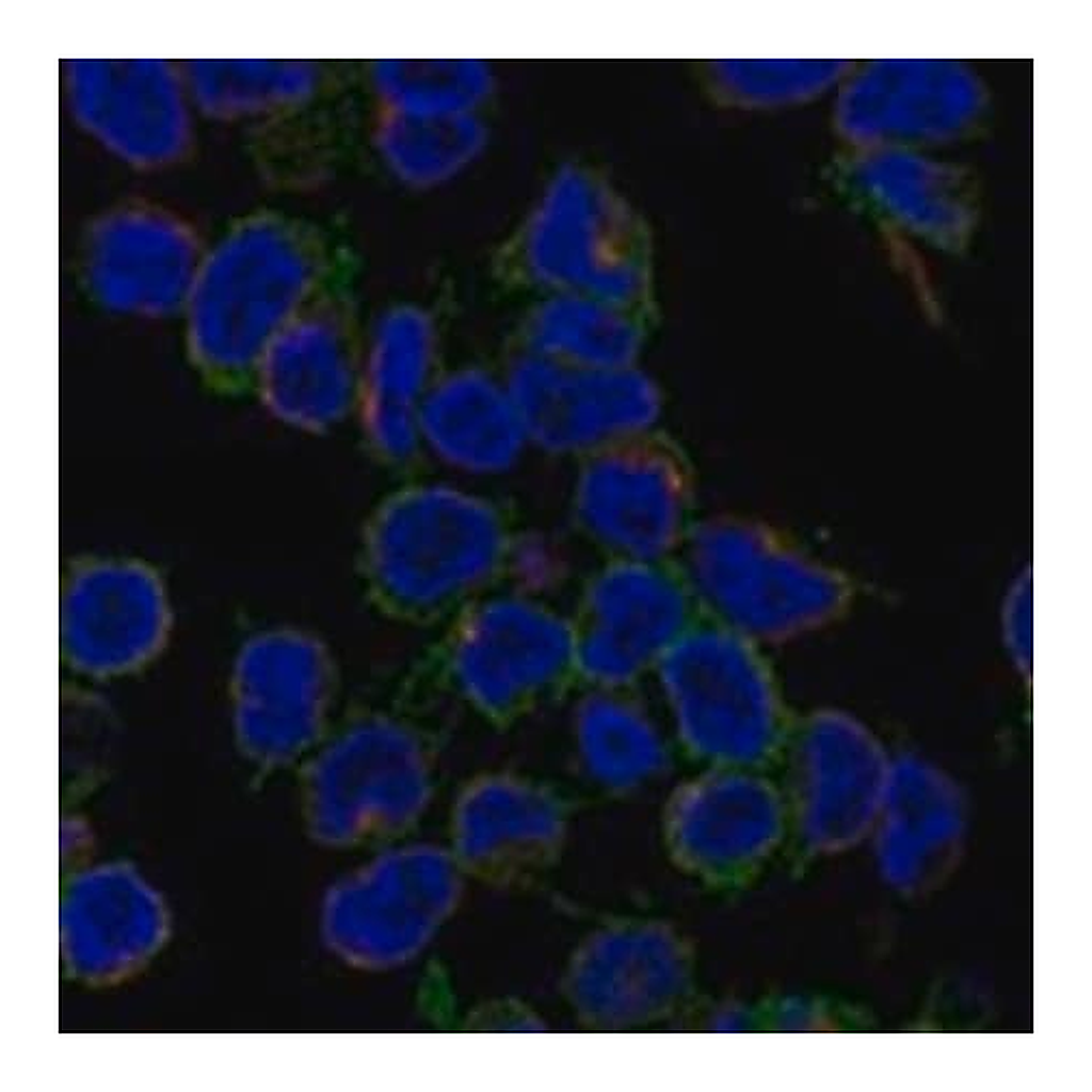 Merck Anti-GAB1 antibody produced in rabbit