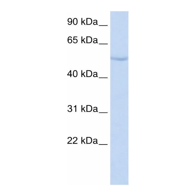 Merck Anti-SUFU antibody produced in rabbit