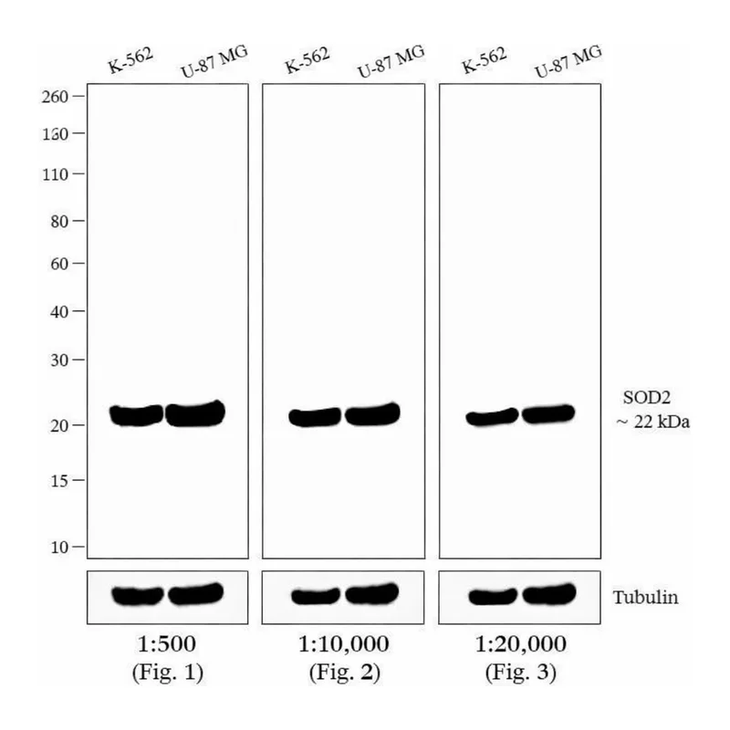 Thermo Fisher Scientific Donkey anti-Mouse IgG (H+L) Highly Cross-Adsorbed Secondary Antibody, Biotin