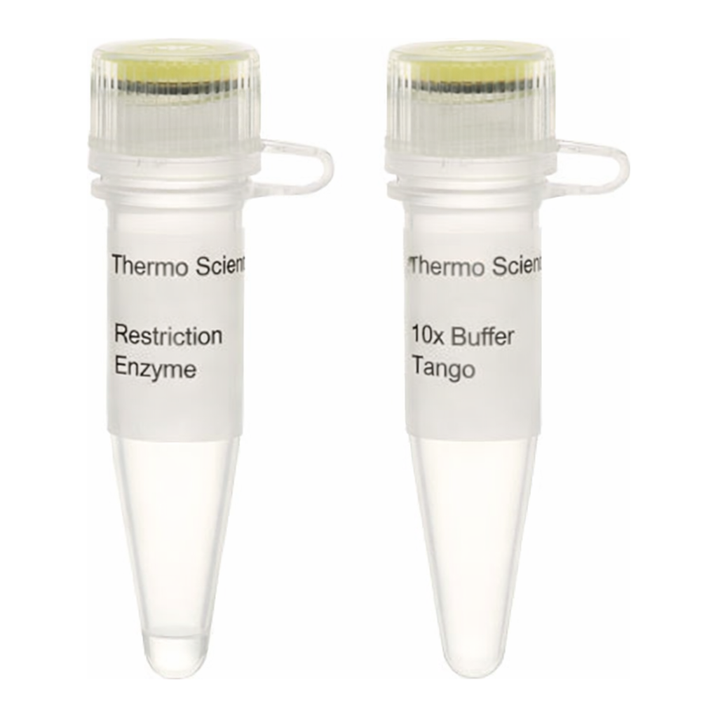 Thermo Fisher Scientific BspLI (NlaIV) (10 U/&mu;L), 200 units