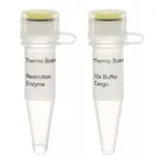Thermo Fisher Scientific BspLI (NlaIV) (10 U/μL), 200 units