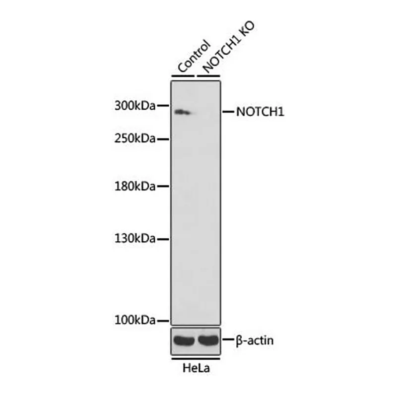 Merck Anti-NOTCH1 antibody produced in rabbit