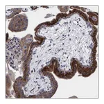 Merck ANTI-AC087650.2