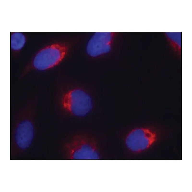Merck Anti-EFNB2 (Ab-330) antibody produced in rabbit