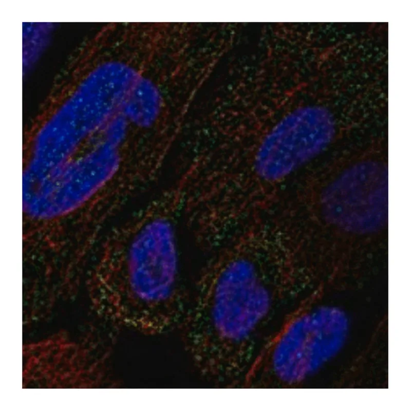 Merck Anti-COL12A1 antibody produced in rabbit