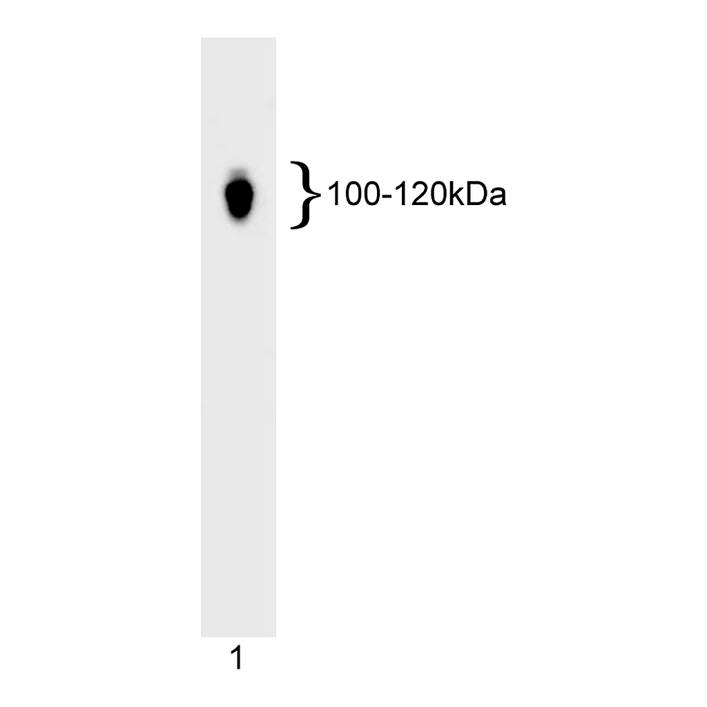 BD Purified Mouse Anti-NF-ATc1
