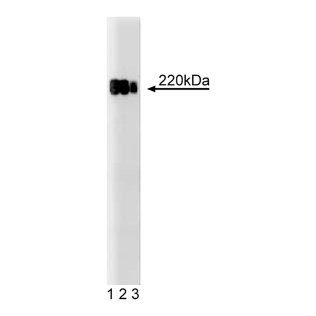BD Purified Mouse Anti-Human ZO-1