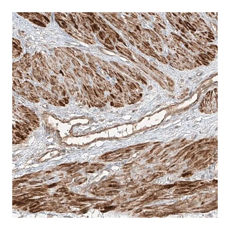 Merck Anti-ANKZF1 antibody produced in rabbit