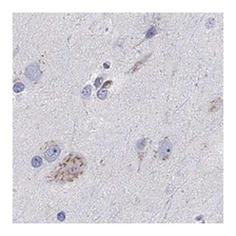 Merck Anti-LRRC4C antibody produced in rabbit