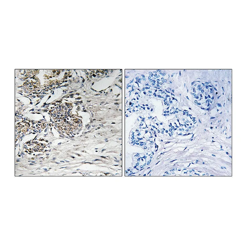 Merck Anti-Claudin 7 antibody produced in rabbit
