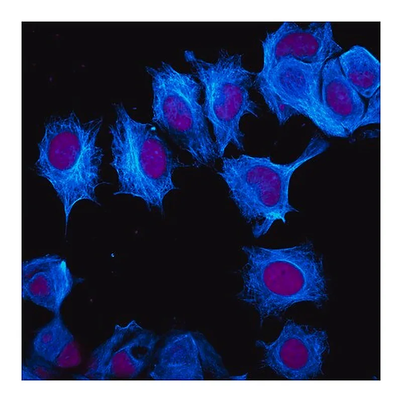 Merck Anti-Chicken IgY (IgG) (H+L), highly cross-adsorbed, CF(TM)405M antibody produced in goat