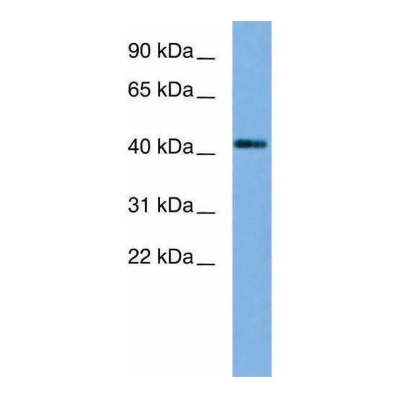 Merck Anti-FOXA2, (C-terminal) antibody produced in rabbit