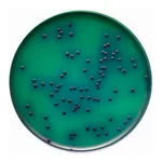 Himedia Mannitol Agar w/Prilion