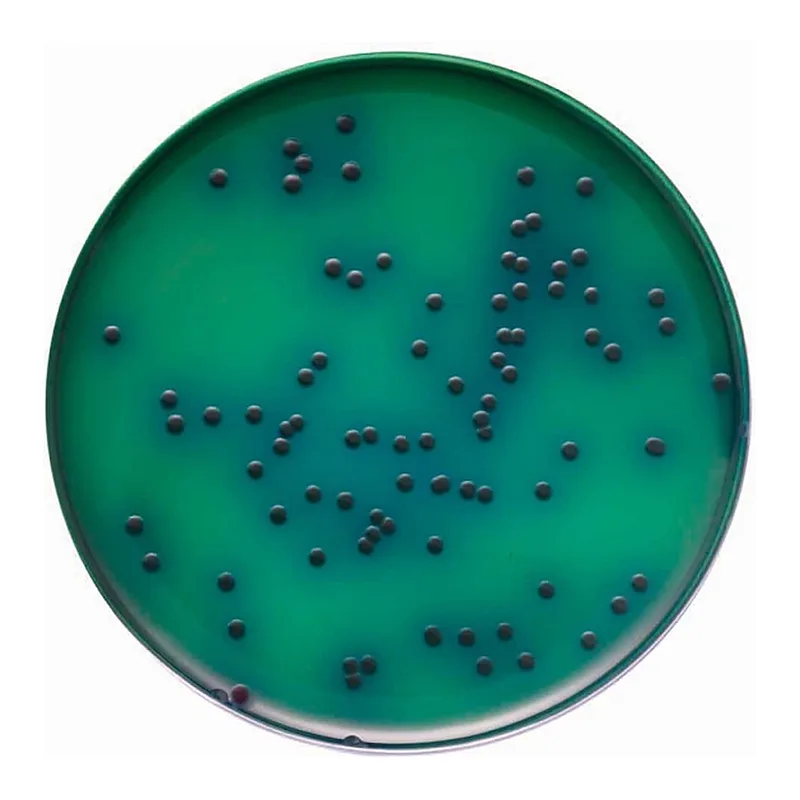 Himedia Mannitol Agar w/Prilion