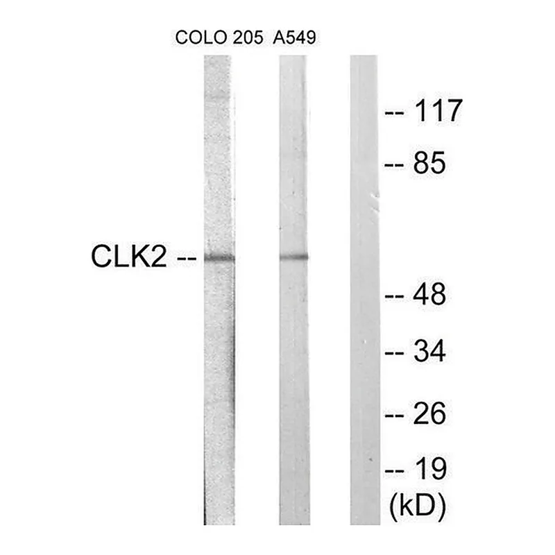 Merck Anti-CLK2 antibody produced in rabbit