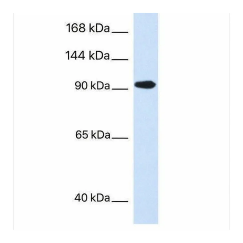 Merck Anti-SEC63 antibody produced in rabbit