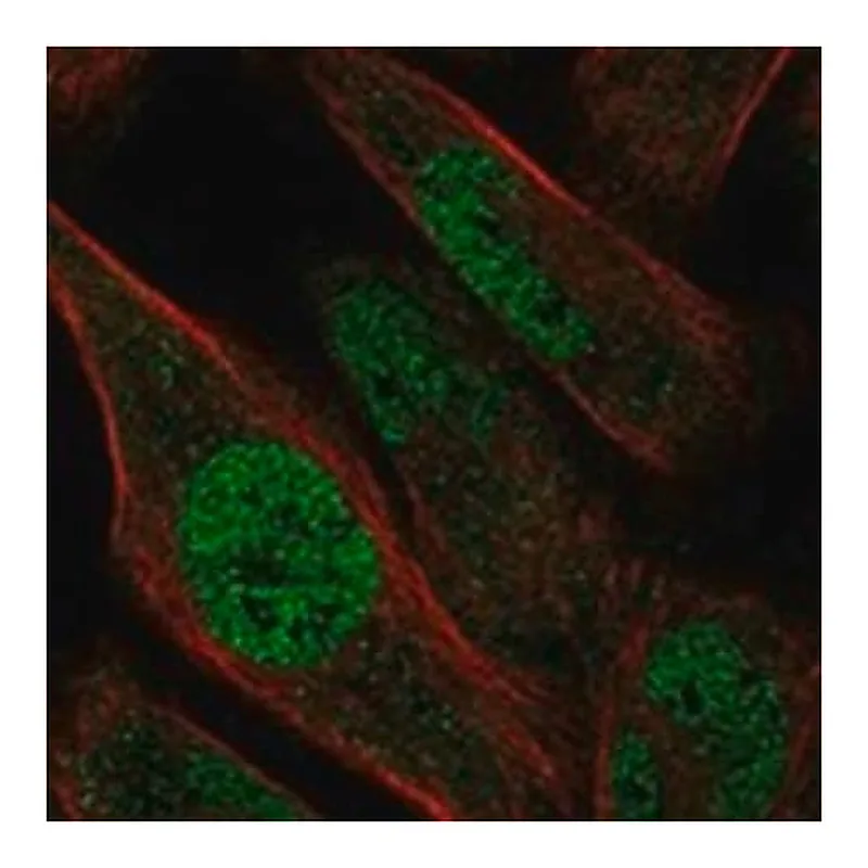 Merck Anti-ZNF329 antibody produced in rabbit