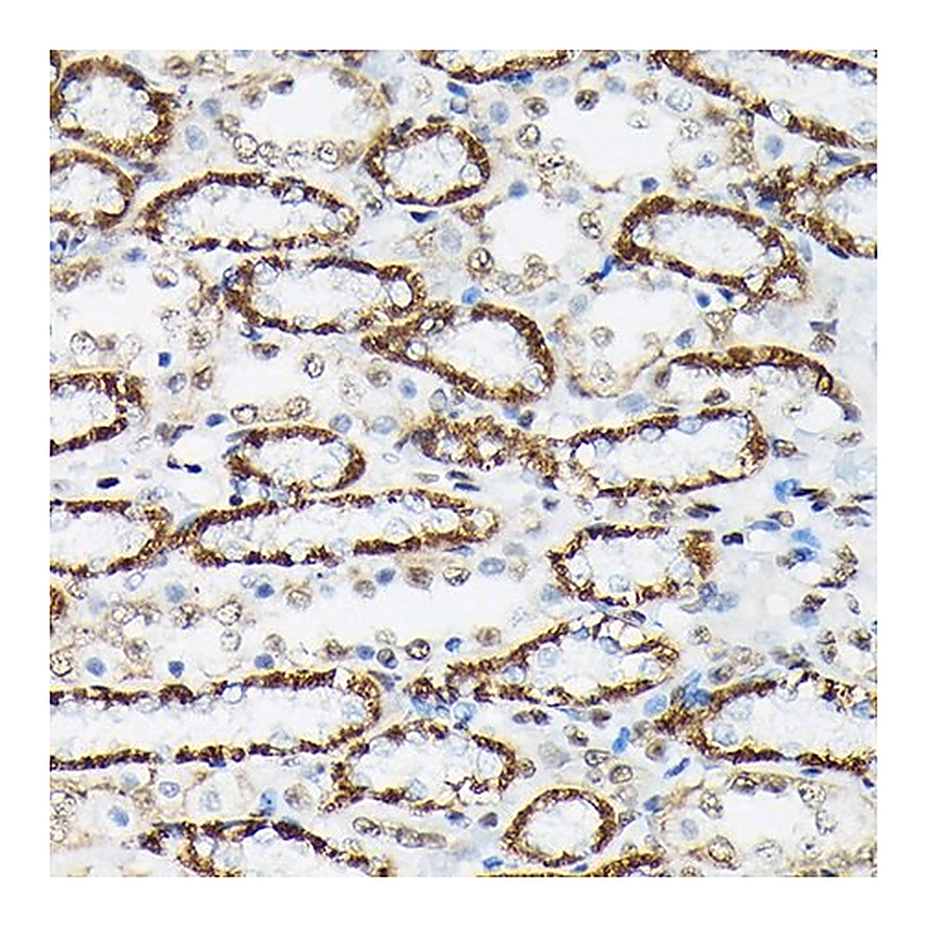 Merck Anti-Phospho-FOXO3A-S425 antibody produced in rabbit