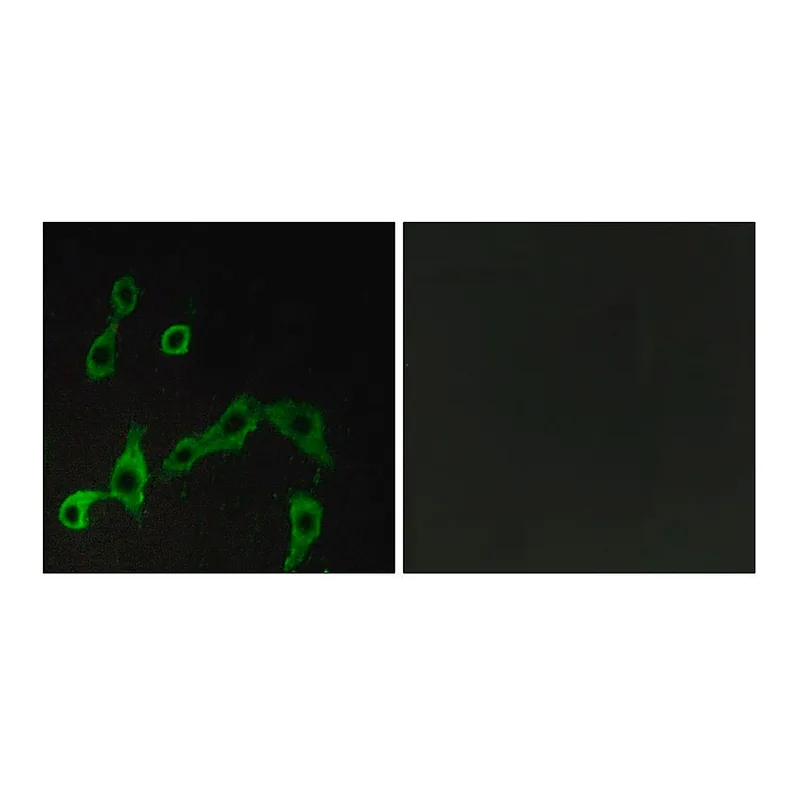 Merck Anti-ADRA2A antibody produced in rabbit