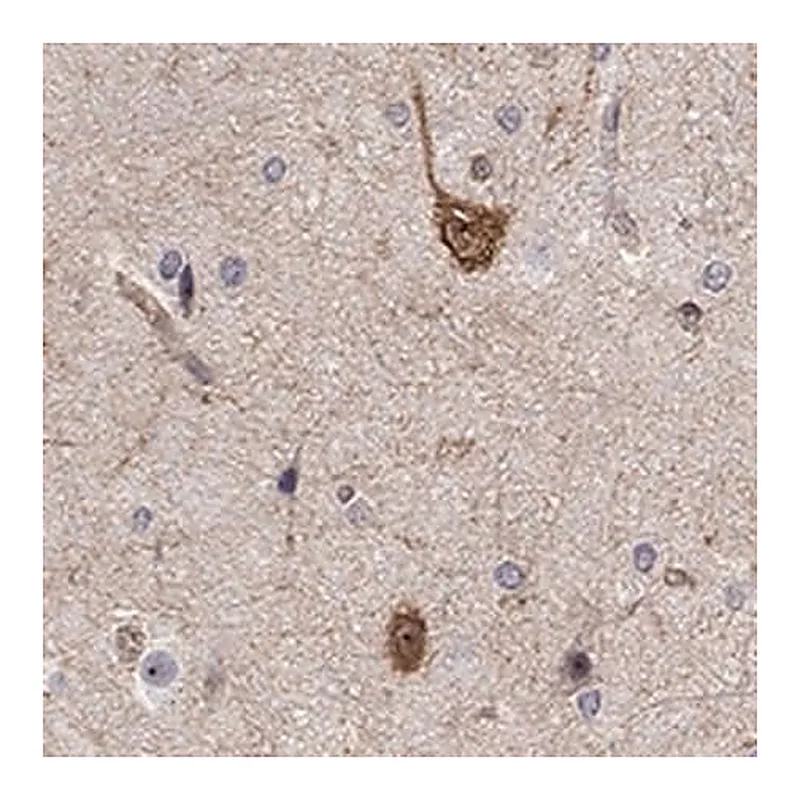 Merck Anti-STXBP6 antibody produced in rabbit