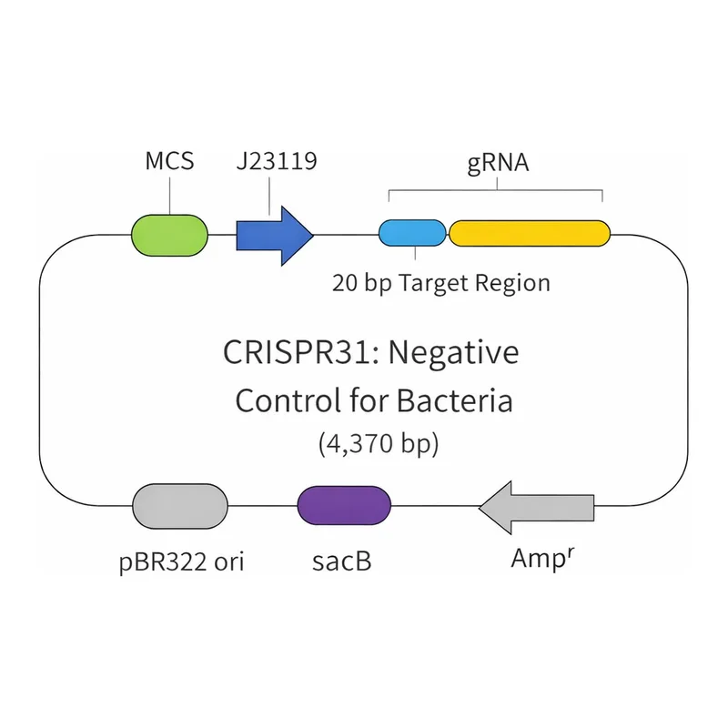 Merck NONTARGET CONTROL PLASMID BACTERIA