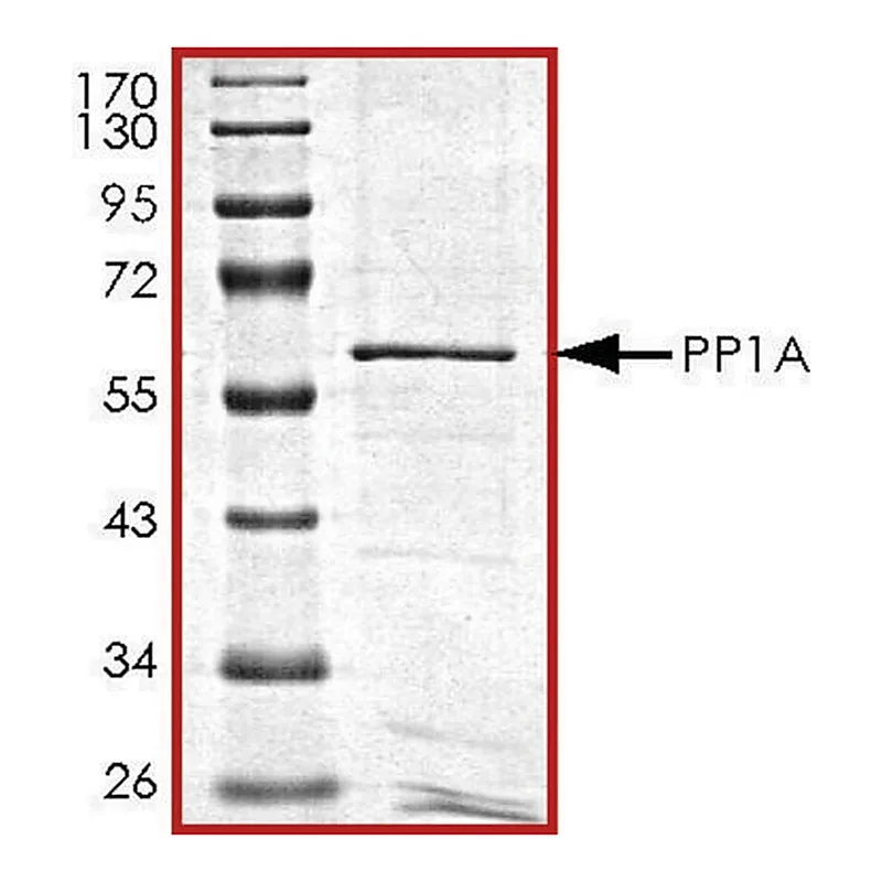 Merck PP1A, active, GST tagged human