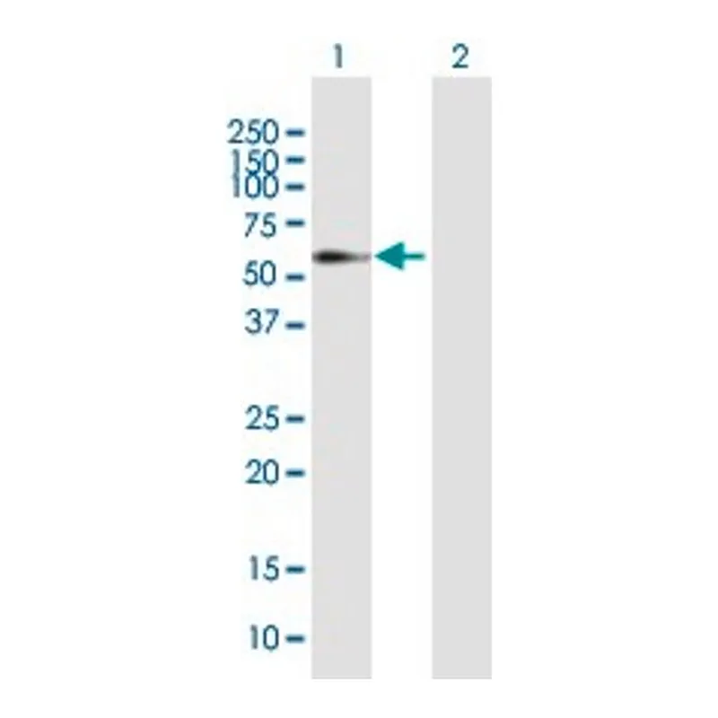 Merck Anti-ELL3 antibody produced in mouse
