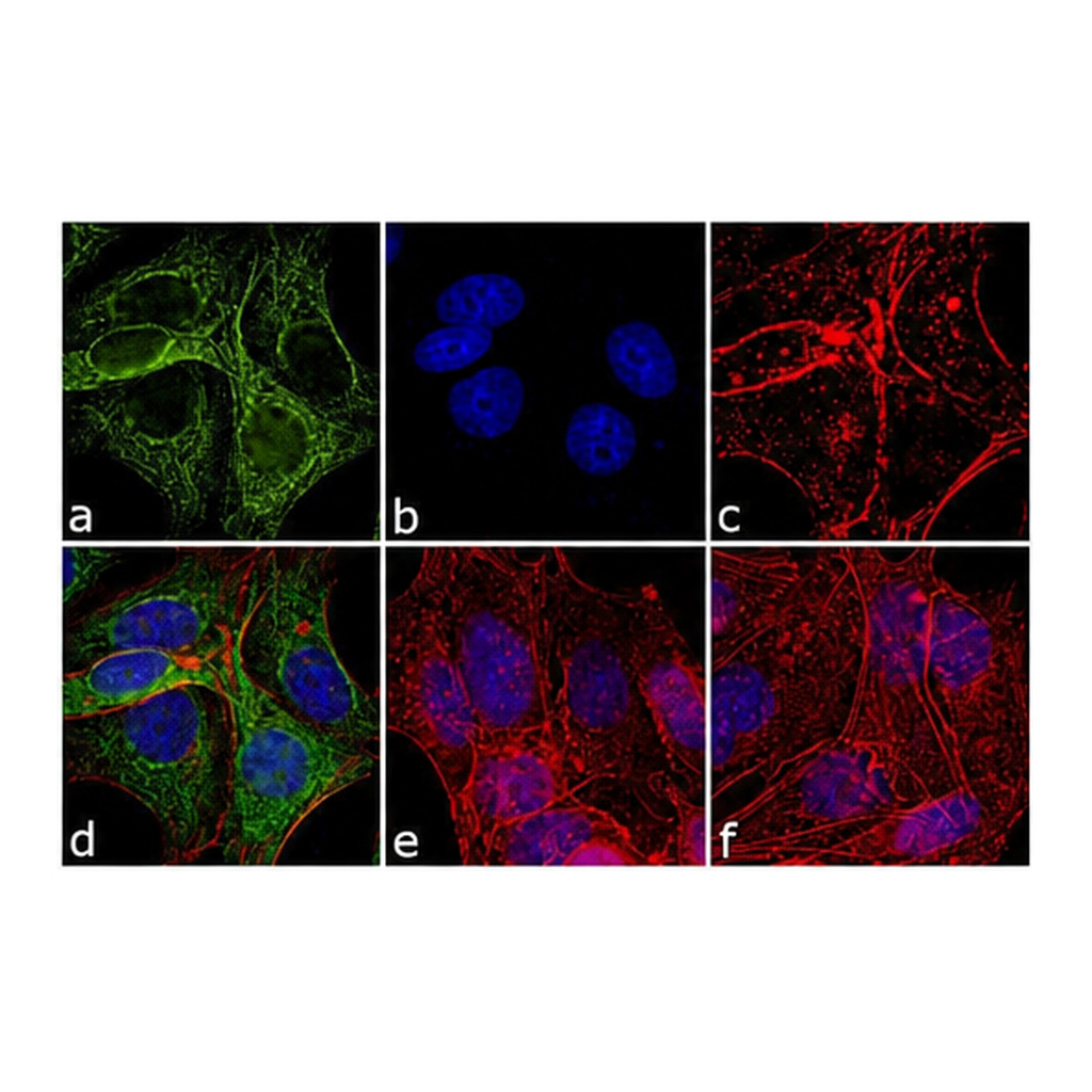 Thermo Fisher Scientific Rabbit anti-Mouse IgG (H+L) Cross-Adsorbed Secondary Antibody, DyLight 488