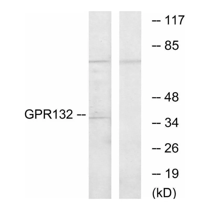 Merck Anti-GPR132 antibody produced in rabbit