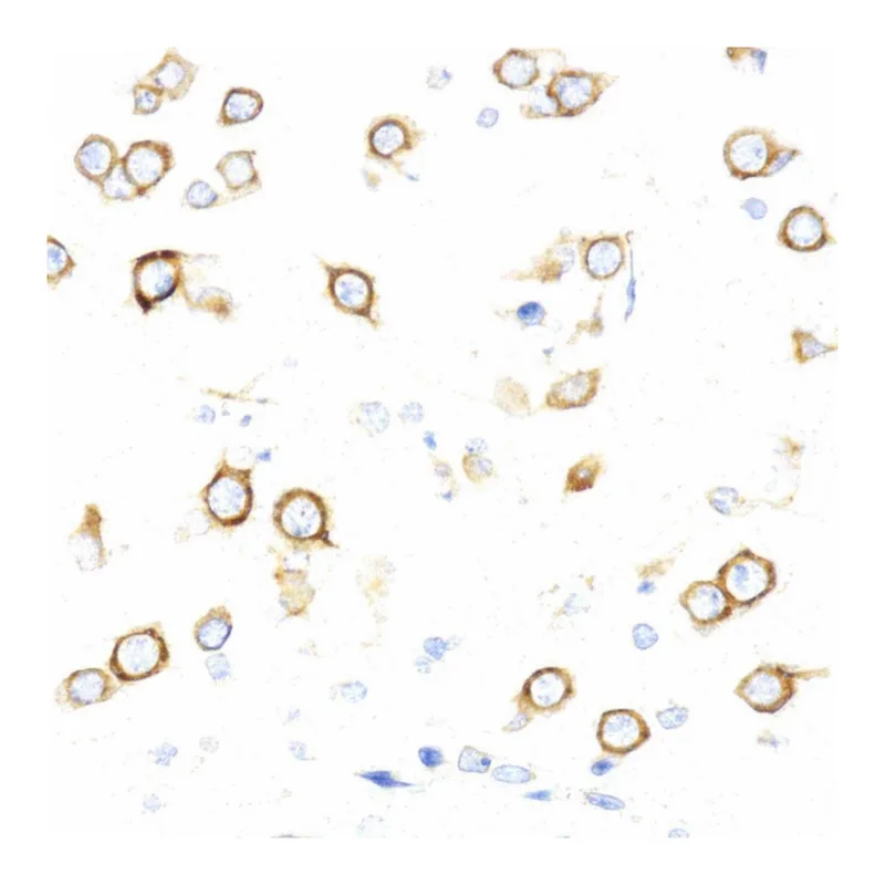 Merck Anti- PDPK1 antibody produced in rabbit