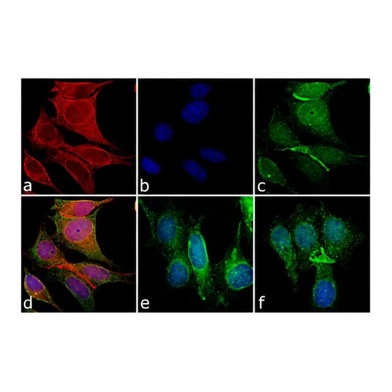 Thermo Fisher Scientific Goat anti-Mouse IgG (H+L) Cross-Adsorbed Secondary Antibody, DyLight 550