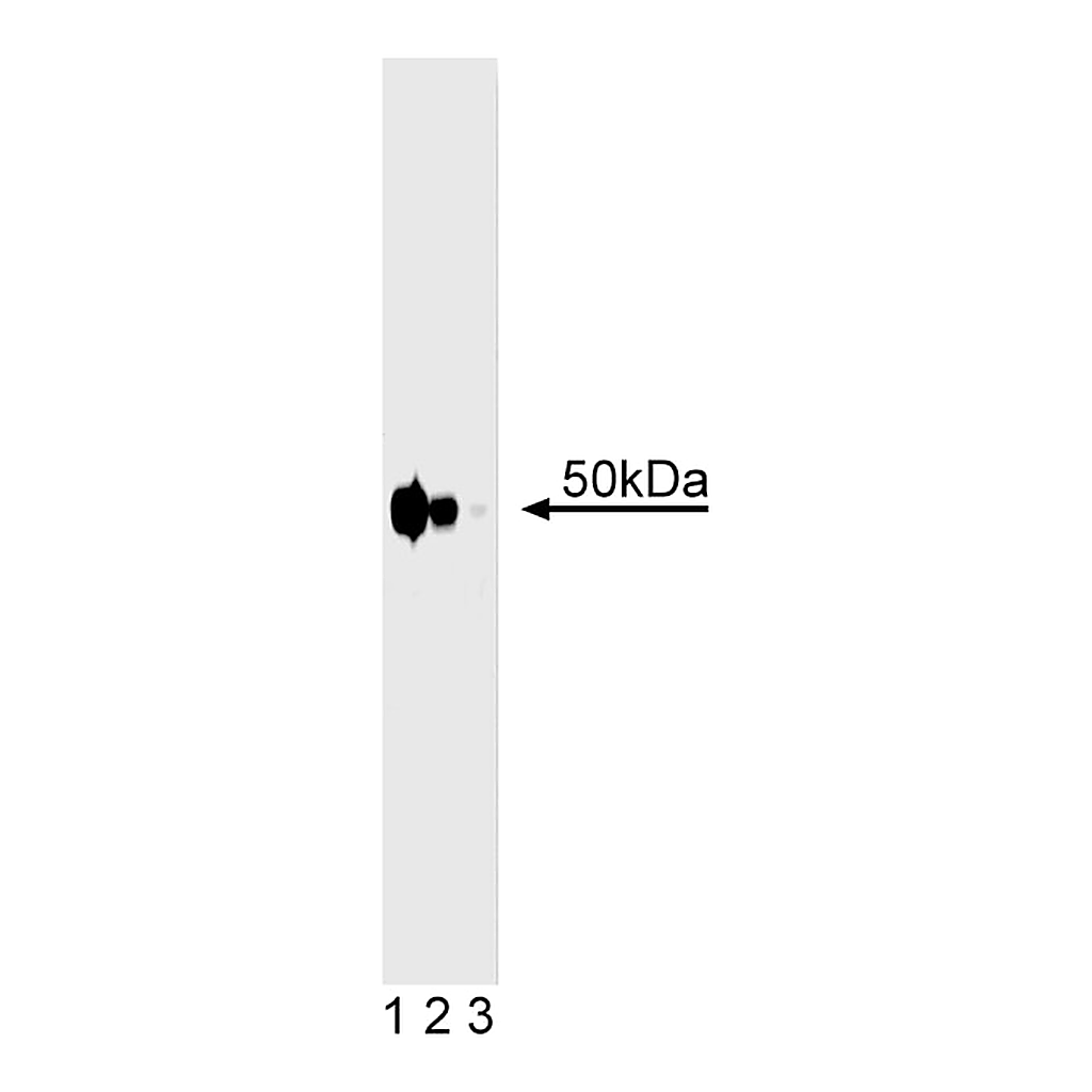 BD Purified Mouse Anti-ILK