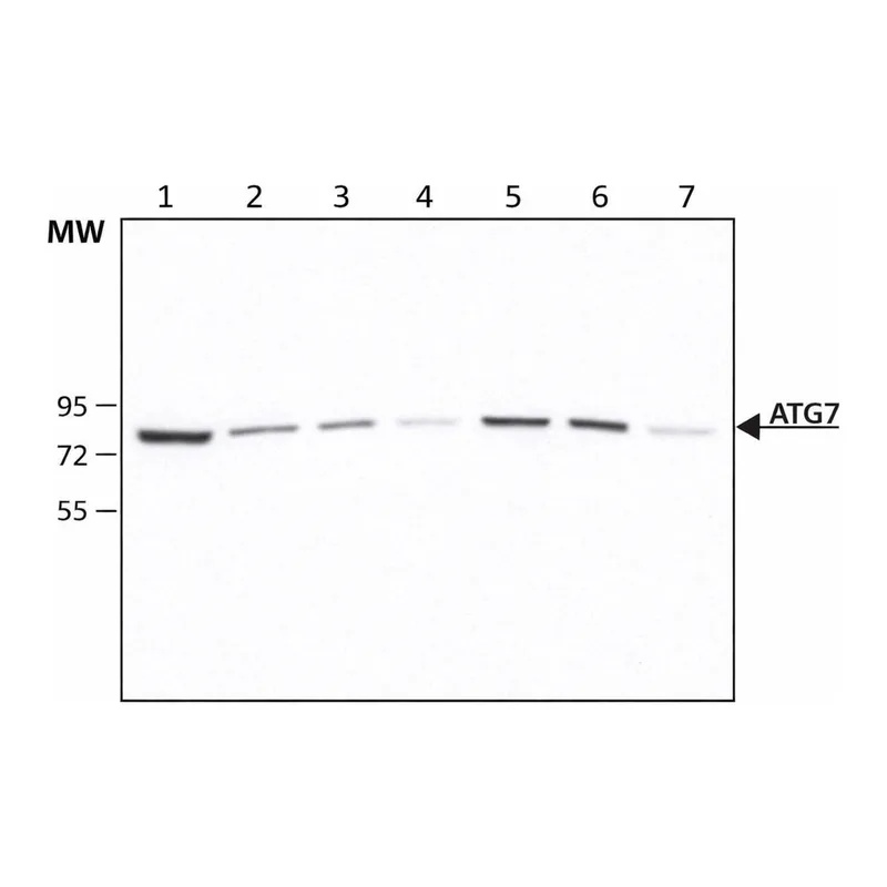 Merck Anti-Atg7 antibody, Mouse monoclonal