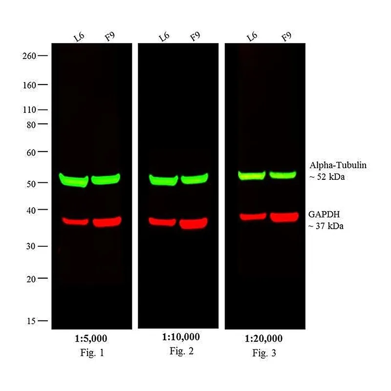 Thermo Fisher Scientific Goat anti-Rat IgG (H+L) Cross-Adsorbed Secondary Antibody, DyLight 800