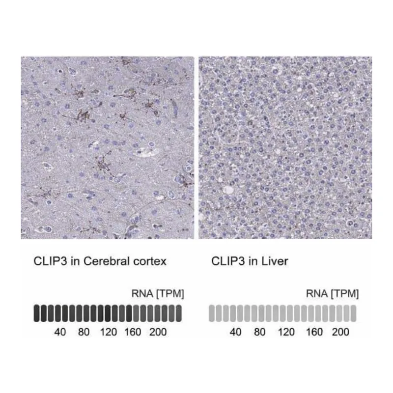 Merck Anti-CLIP3 antibody produced in rabbit