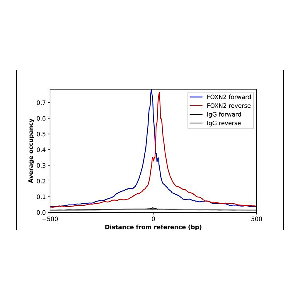 Merck Anti-FOXN2 antibody produced in rabbit