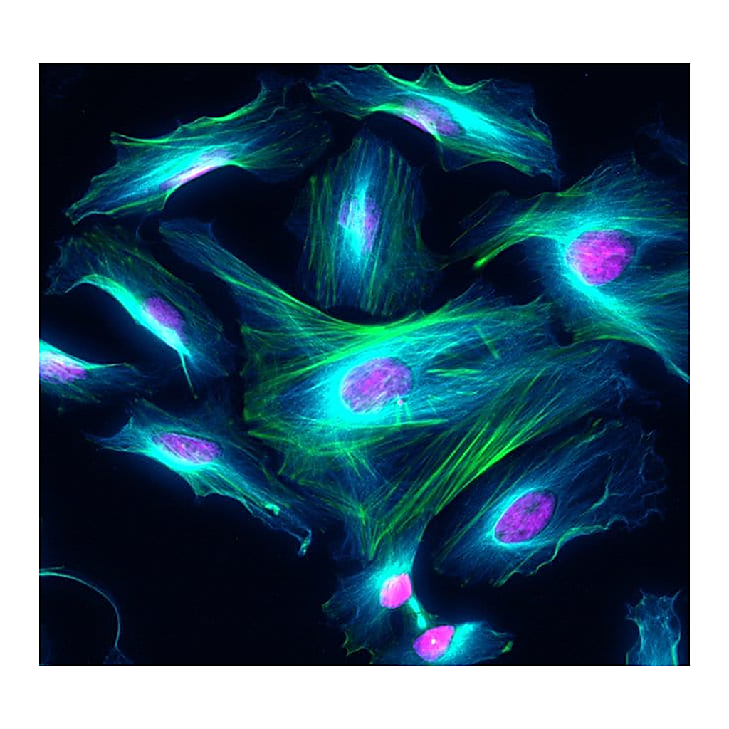 Thermo Fisher Scientific Donkey anti-Rat IgG (H+L) Highly Cross-Adsorbed Secondary Antibody, Alexa Fluor Plus 405
