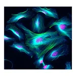 Thermo Fisher Scientific Donkey anti-Rat IgG (H+L) Highly Cross-Adsorbed Secondary Antibody, Alexa Fluor Plus 405