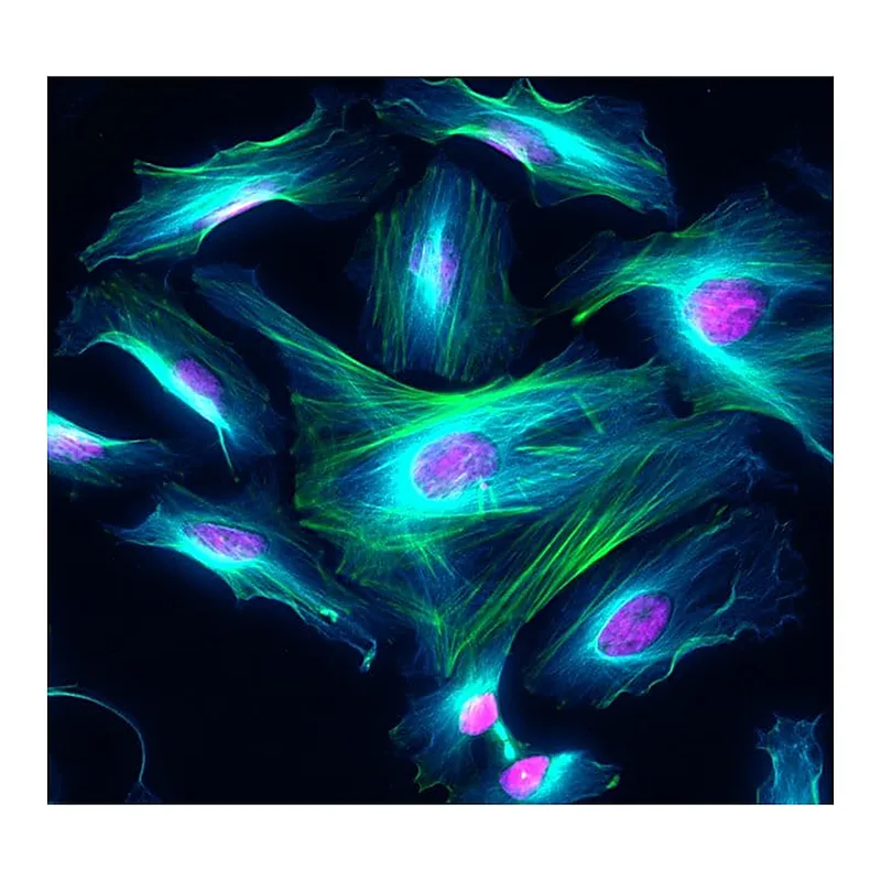 Thermo Fisher Scientific Donkey anti-Rat IgG (H+L) Highly Cross-Adsorbed Secondary Antibody, Alexa Fluor Plus 405