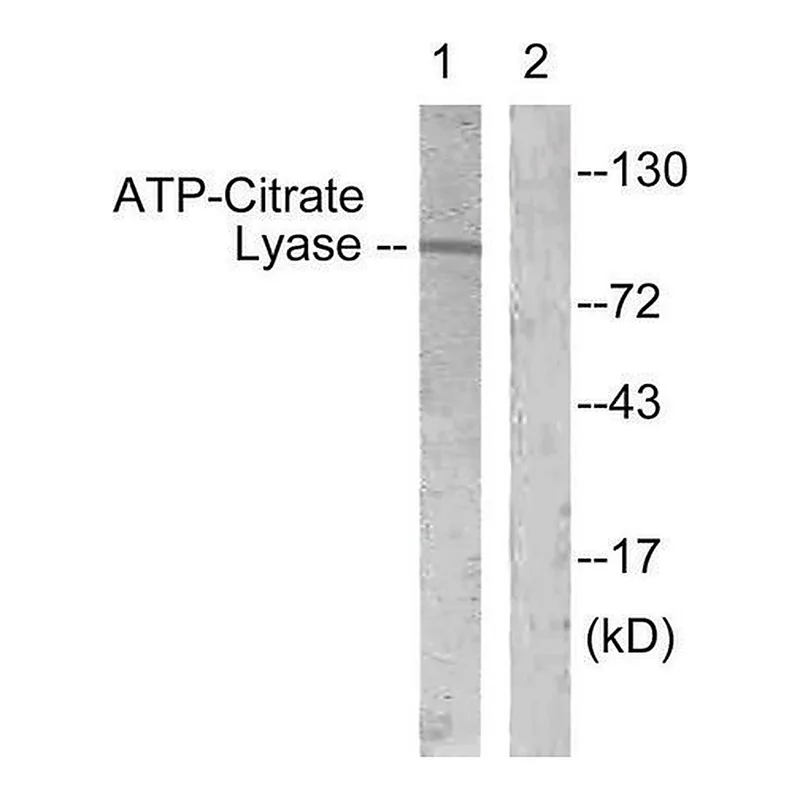 Merck Anti-ATP-Citrate Lyase antibody produced in rabbit