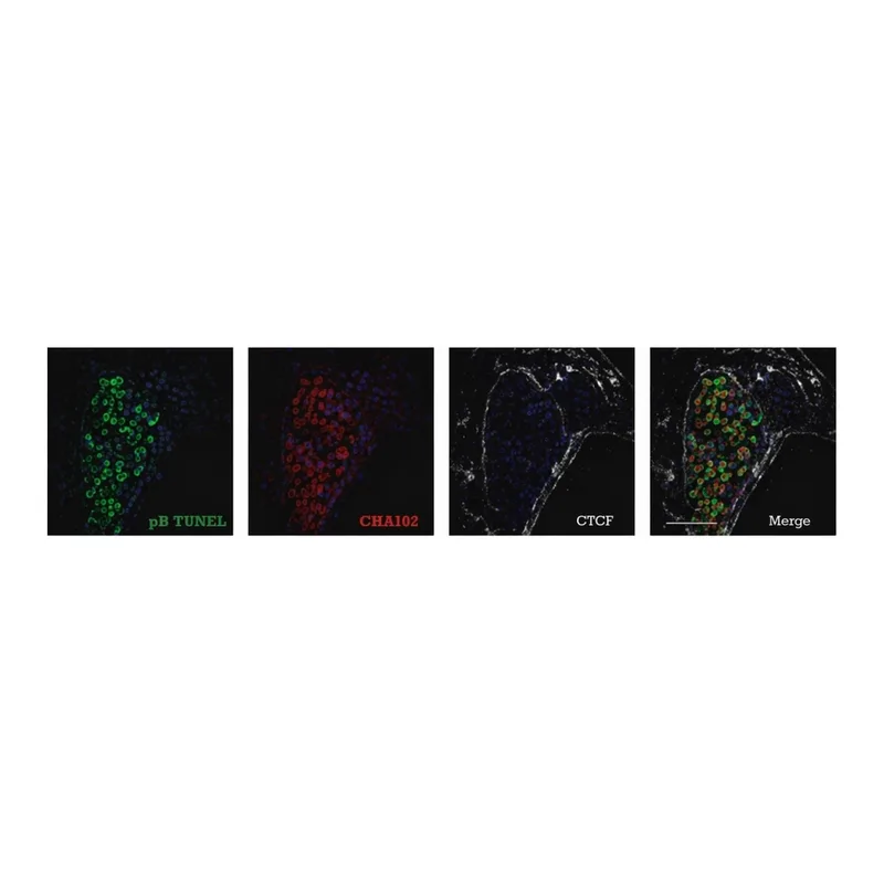 Merck MONOCLONAL ANTI-B-TUBULIN ISOTYPE III, &
