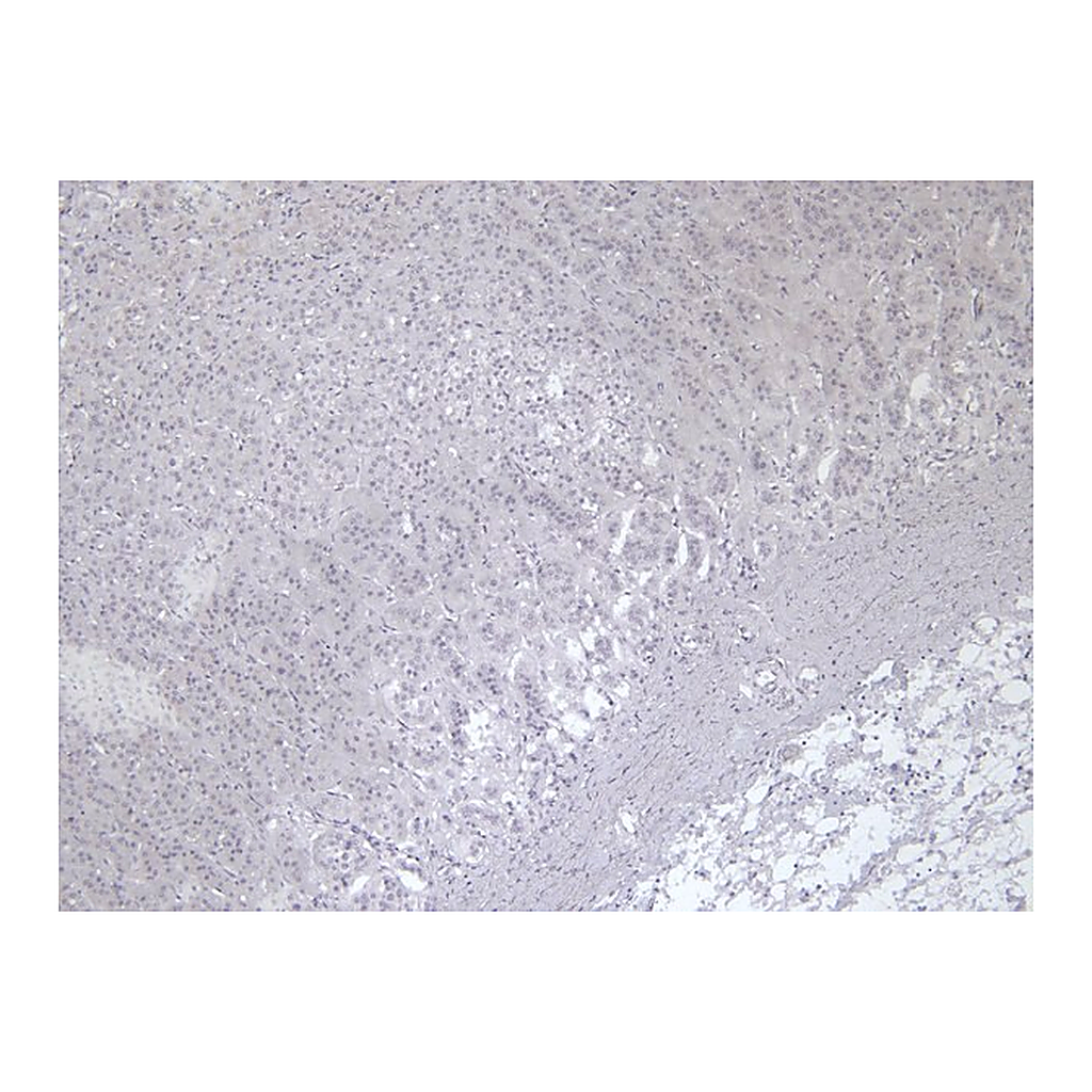 Merck Anti-VMAT2/SLC18A2 antibody produced in goat