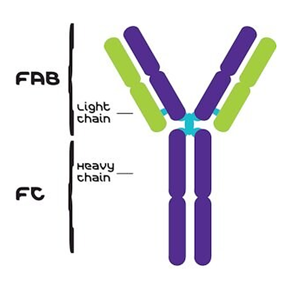 Merck IGG FROM HUMAN SERUM, REAGENT GRADE&