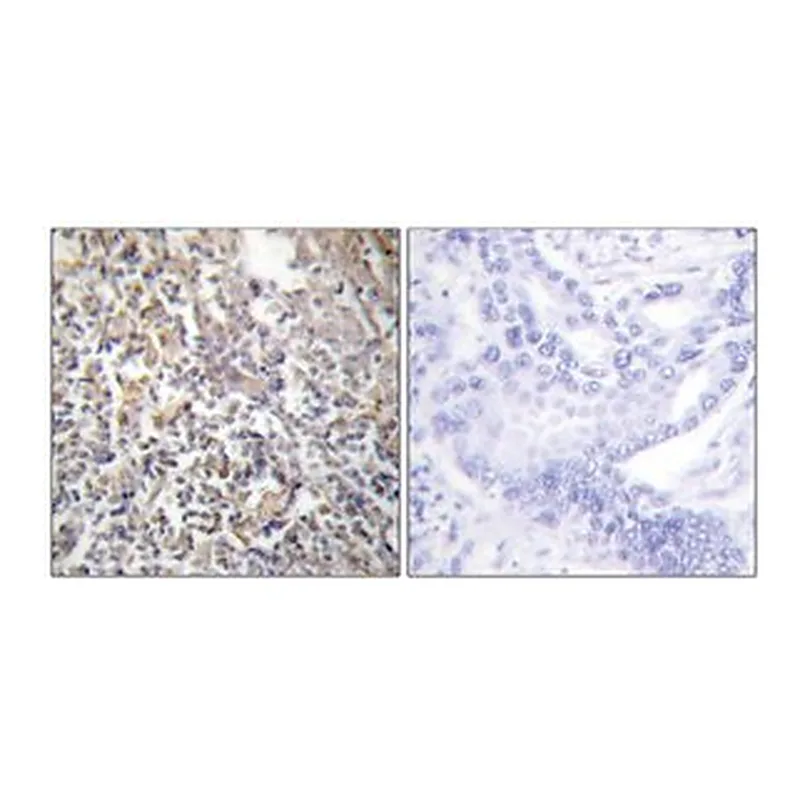 Merck ANTI-FIBRONECTIN 1 ANTIBODY PROD IN