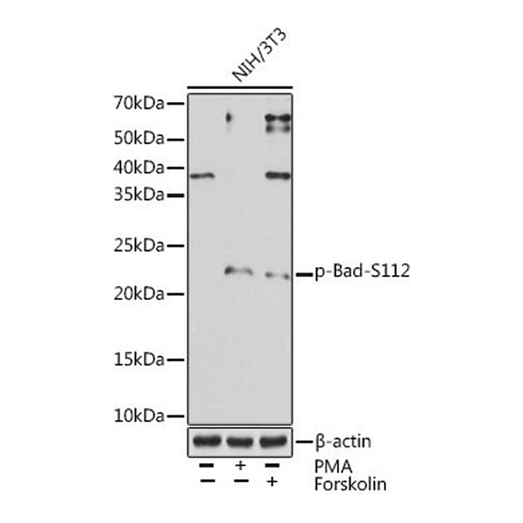 Merck Anti-Phospho-Bad-S112 antibody produced in rabbit