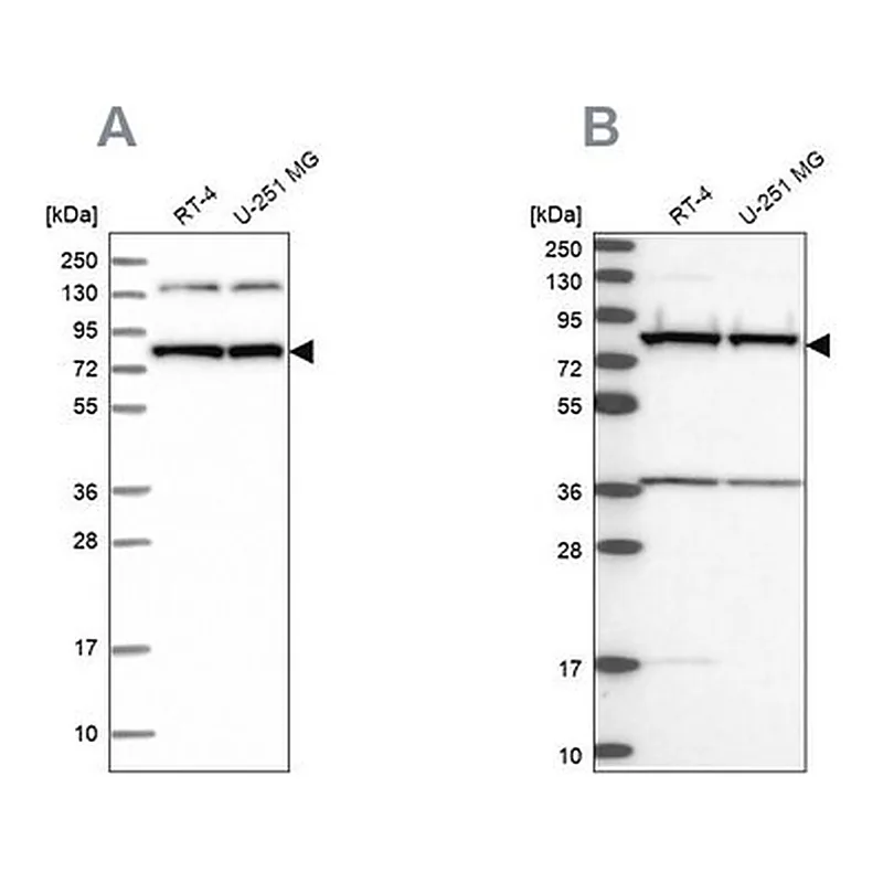 Merck Anti-PTCD3 antibody produced in rabbit