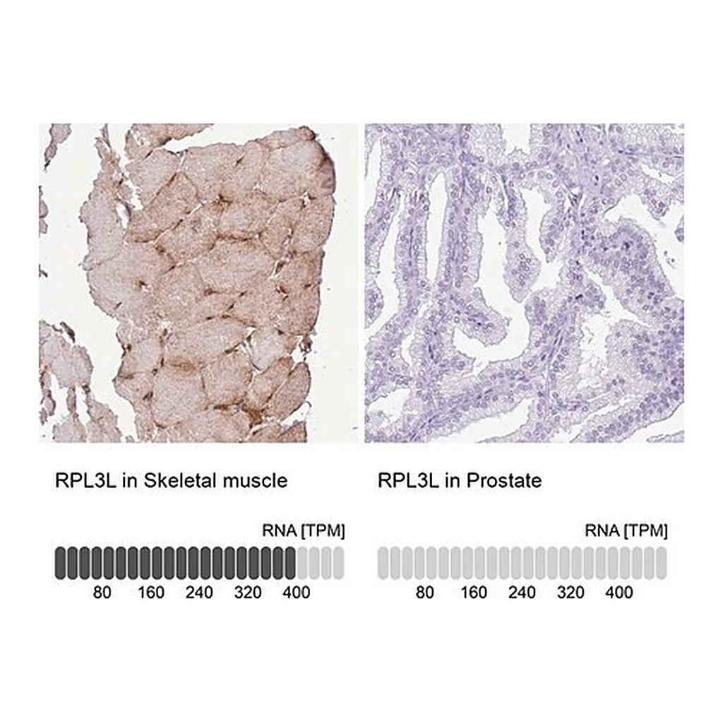 Merck Anti-RPL3L antibody produced in rabbit