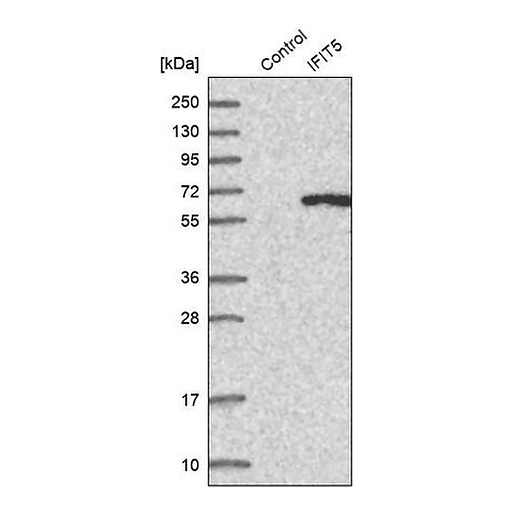 Merck Anti-IFIT5 antibody produced in rabbit