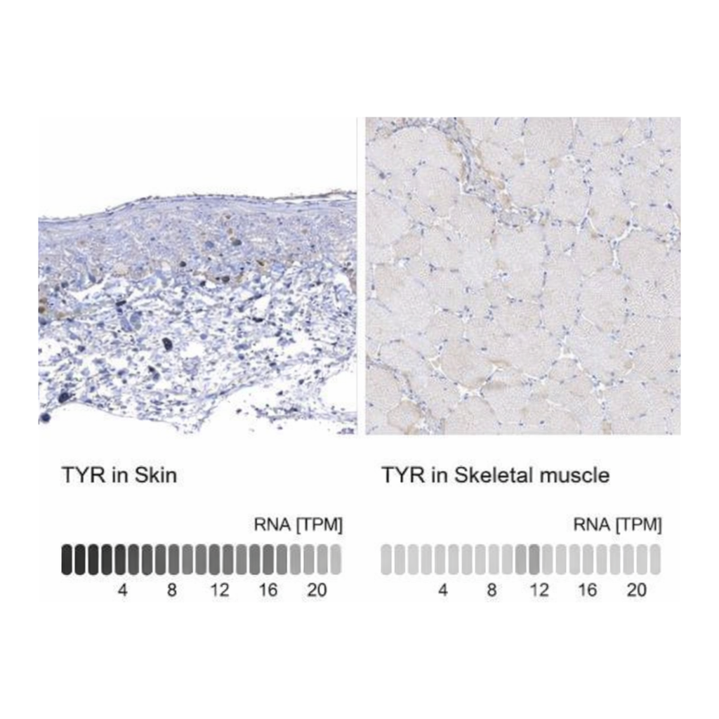 Merck Anti-TYR antibody produced in rabbit